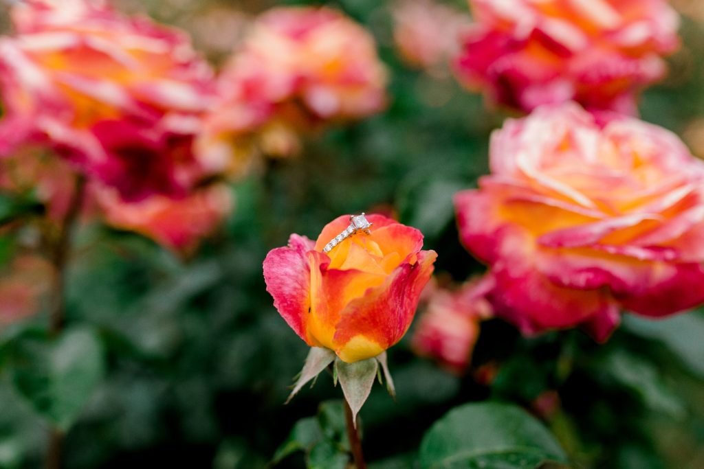 Point Defiance Rose Garden