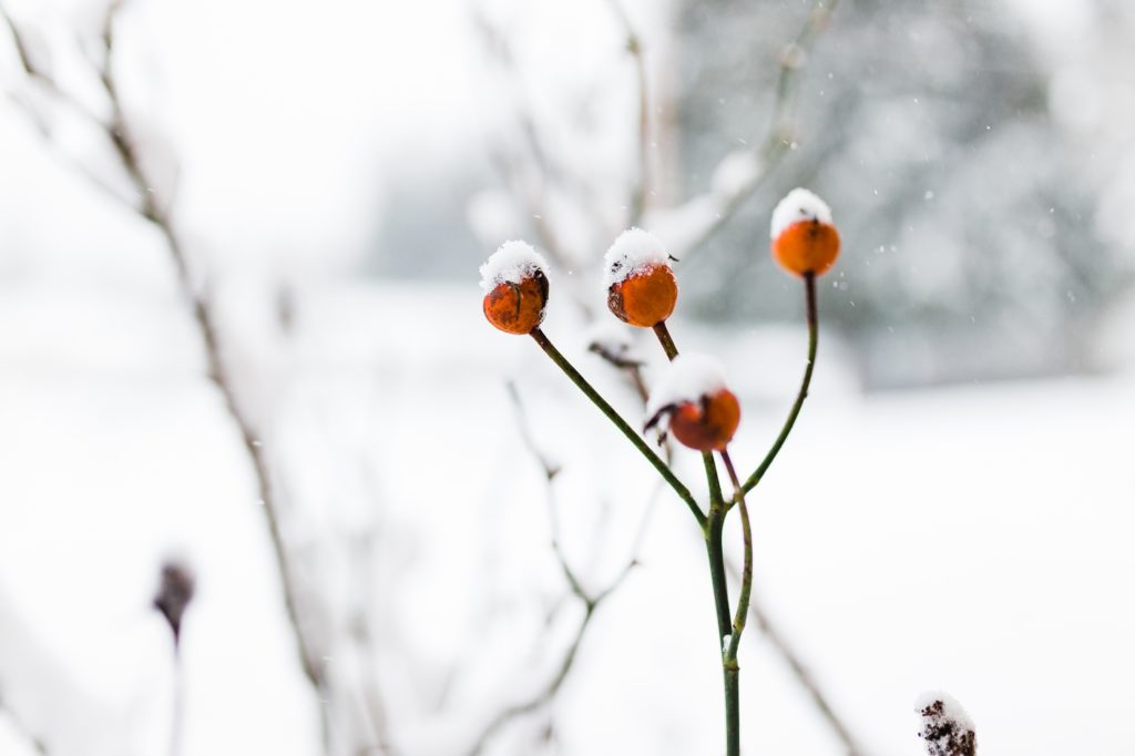 red berries against white snow from garden